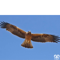 گونه عقاب پر پا Booted Eagle 